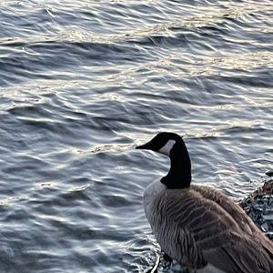 Meet your Posher, Enoch